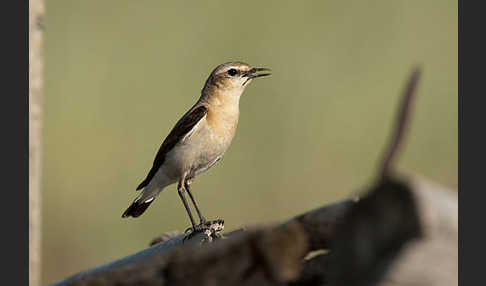 Steinschmätzer (Oenanthe oenanthe)