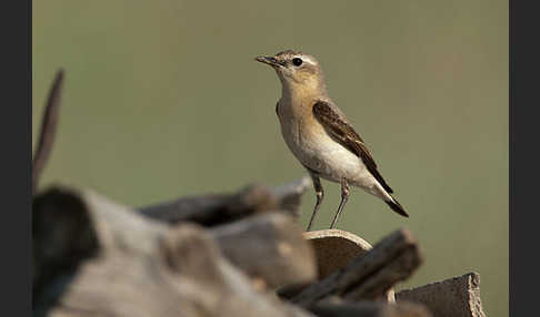 Steinschmätzer (Oenanthe oenanthe)