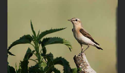 Steinschmätzer (Oenanthe oenanthe)