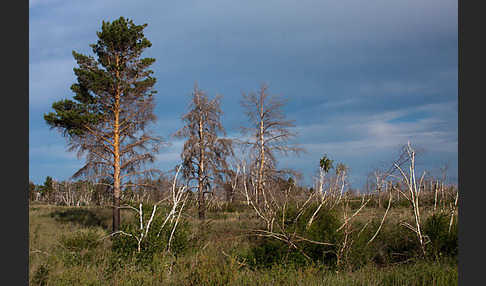 Kasachstan (Kazakhstan)