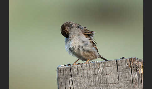 Haussperling (Passer domesticus)