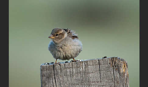 Haussperling (Passer domesticus)