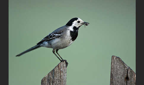 Bachstelze (Motacilla alba)