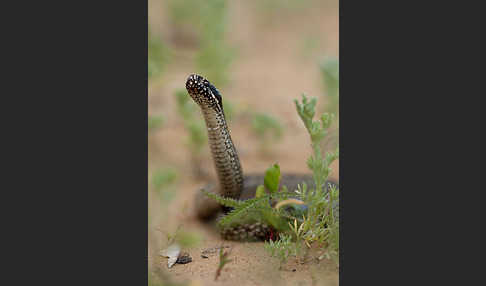 Steppenotter (Vipera renardi)