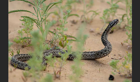 Steppenotter (Vipera renardi)