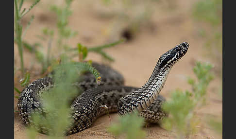 Steppenotter (Vipera renardi)