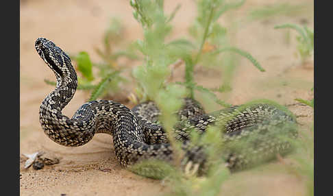 Steppenotter (Vipera renardi)