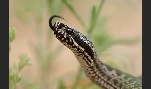 Steppenotter (Vipera renardi)