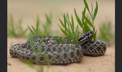 Steppenotter (Vipera renardi)