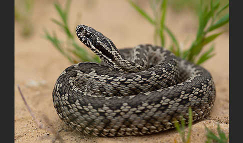 Steppenotter (Vipera renardi)