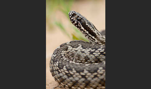 Steppenotter (Vipera renardi)