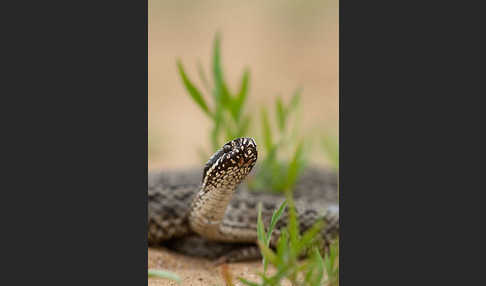 Steppenotter (Vipera renardi)