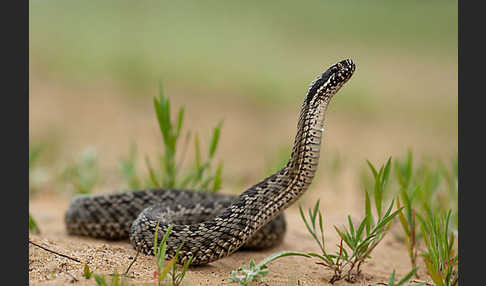 Steppenotter (Vipera renardi)