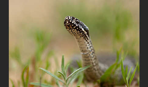 Steppenotter (Vipera renardi)