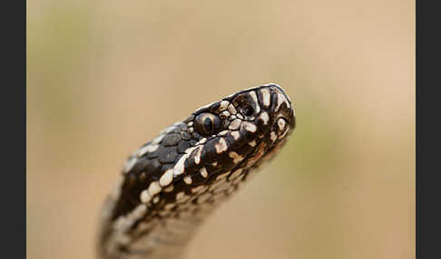 Steppenotter (Vipera renardi)