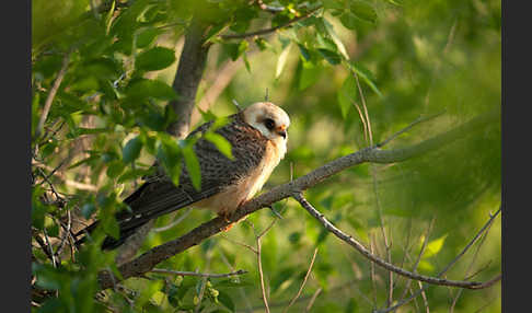 Rotfußfalke (Falco vespertinus)