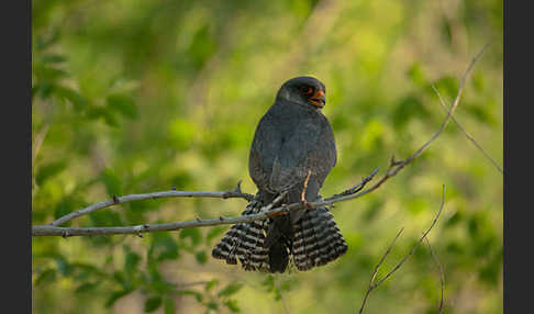 Rotfußfalke (Falco vespertinus)