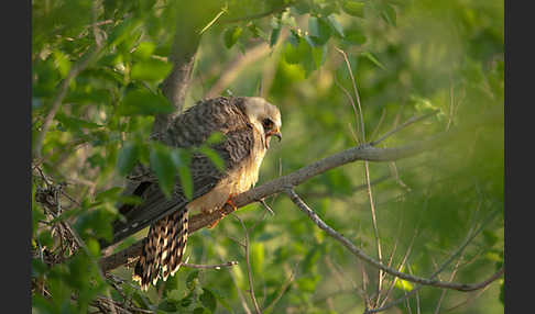 Rotfußfalke (Falco vespertinus)