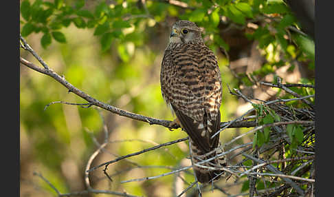 Turmfalke (Falco tinnunculus)