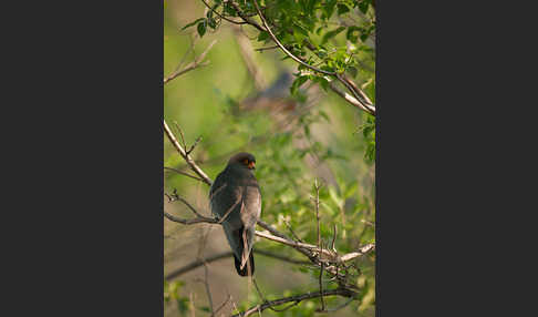 Rotfußfalke (Falco vespertinus)