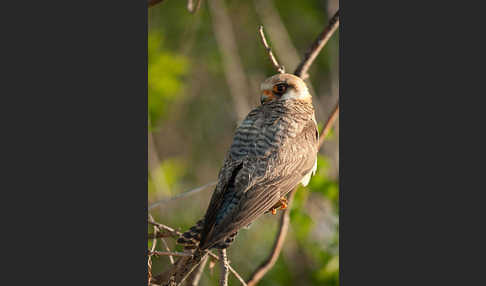 Rotfußfalke (Falco vespertinus)