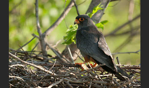 Rotfußfalke (Falco vespertinus)