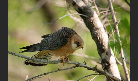 Rotfußfalke (Falco vespertinus)