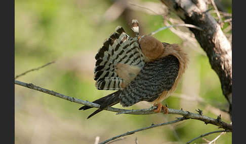 Rotfußfalke (Falco vespertinus)