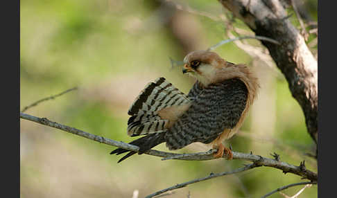 Rotfußfalke (Falco vespertinus)