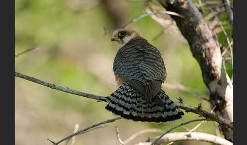 Rotfußfalke (Falco vespertinus)