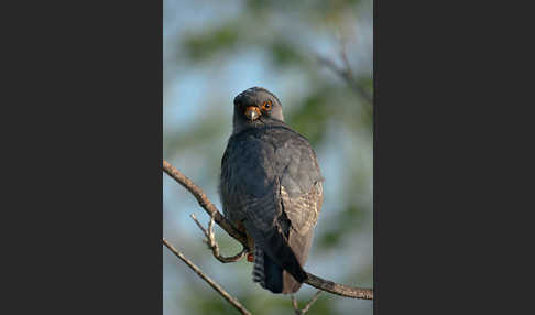 Rotfußfalke (Falco vespertinus)