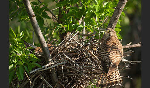 Turmfalke (Falco tinnunculus)