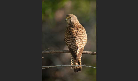 Turmfalke (Falco tinnunculus)