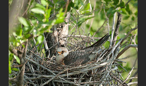 Rotfußfalke (Falco vespertinus)