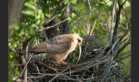 Rotfußfalke (Falco vespertinus)