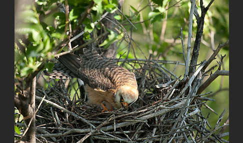 Rotfußfalke (Falco vespertinus)