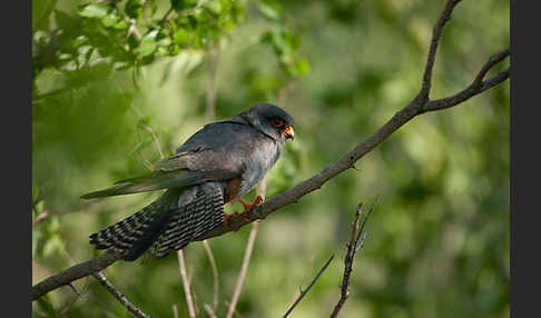 Rotfußfalke (Falco vespertinus)