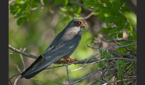 Rotfußfalke (Falco vespertinus)