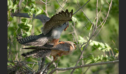 Rotfußfalke (Falco vespertinus)