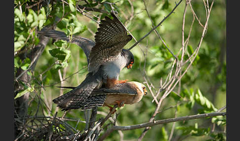 Rotfußfalke (Falco vespertinus)