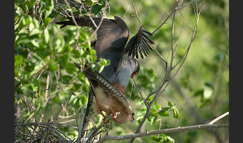 Rotfußfalke (Falco vespertinus)