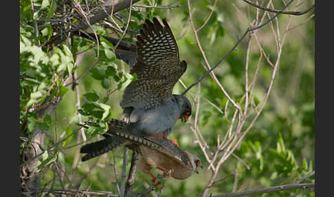 Rotfußfalke (Falco vespertinus)