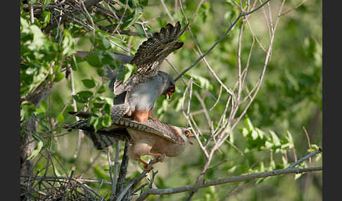 Rotfußfalke (Falco vespertinus)