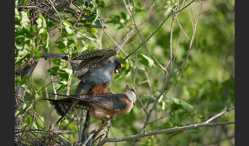 Rotfußfalke (Falco vespertinus)