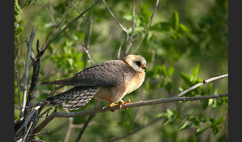 Rotfußfalke (Falco vespertinus)