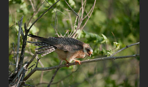 Rotfußfalke (Falco vespertinus)