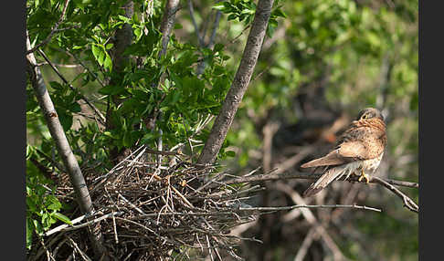 Turmfalke (Falco tinnunculus)