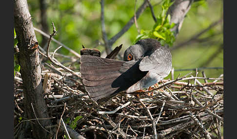 Rotfußfalke (Falco vespertinus)