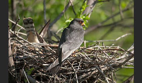 Rotfußfalke (Falco vespertinus)