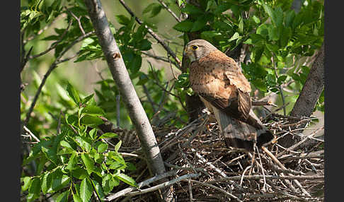 Turmfalke (Falco tinnunculus)